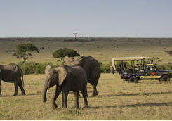 Elephant Pepper Camp game drive