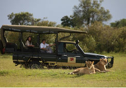 Game drive with lions