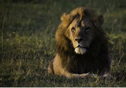 Close up of a lion
