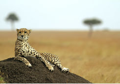 Cheetah in the Masai Mara