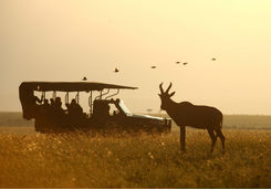 Masai Mara game drive