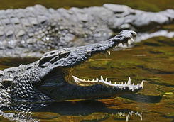 Crocodile in the Masai Mara