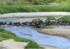 Wildebeest migrating over a river