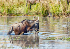 Wildebeest crossing the river