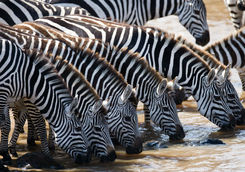 Zebra drinking from a river