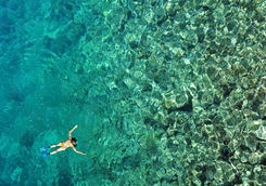 Reef snorkelling in Zanzibar