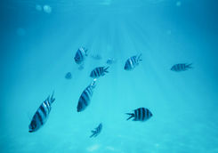 Zebrafish in Zanzibar