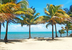 Palm trees on a beach in Belize