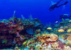 Caribbean reef diving