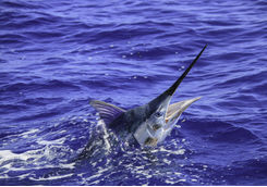 Black Marlin fish