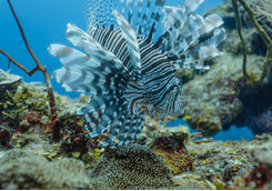 Lionfish in Hol Chan