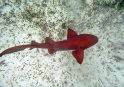 Nurse shark in Belize