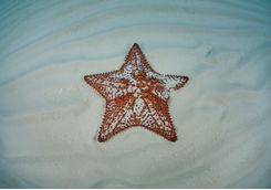Starfish in Belize