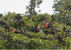 Frigate birds in Belize