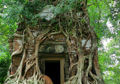 Tree at Koh Ker