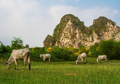Cambodian nature in Kep