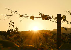 Douro sunset