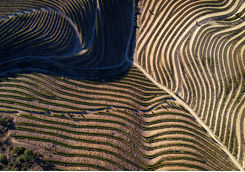 Douro valley vineyard