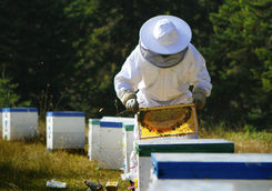 Beekeeper