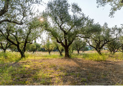 Olive grove, Greece