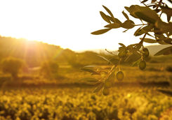 Olive grove sunset