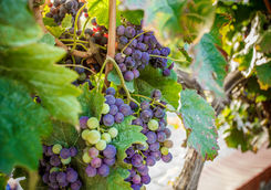 Santorini grapes