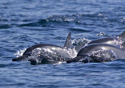 Dolphins