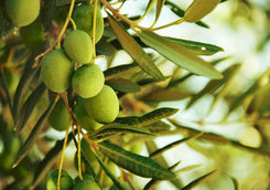 Olive groves