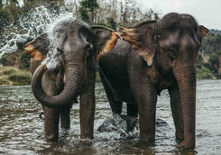 asian elephants bathing