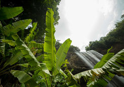 waterfall in laos and tropical forest