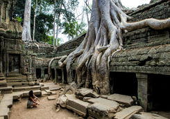 big roots from angkor inside the ta prom temple