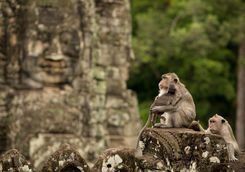 monkey kingdom