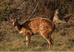 Duba expedition camp deer