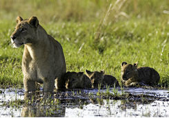 Lion family in Botswana