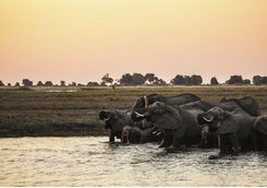 Okavango Delta elephants