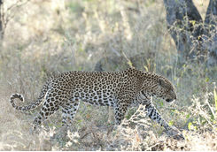 Leopard in the Okavango Delta