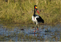 Bird in the Okavango Delta