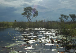 Okavango Delta swamp