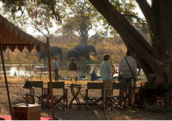 Selinda Explorers elephants