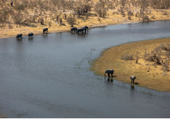 Selinda spillway elephants