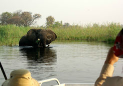 Seeing an elephant in the river from a boat