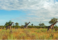 Giraffes in the Selinda Reserve