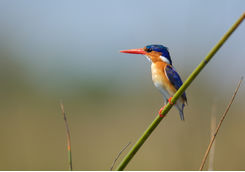 Malachite kingfisher