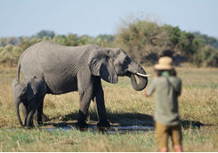Wildlife photographer and an elephant