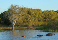 Hippos in the Zambezi river
