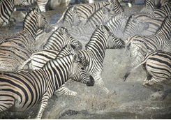Zebras in Victoria Falls