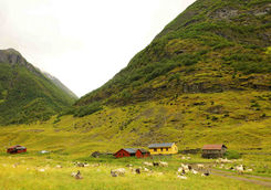 Goat farm in Norway