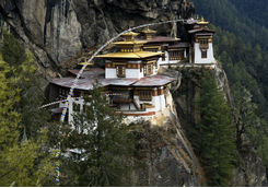 tigers nest in bhutan