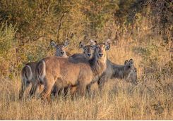 Waterbucks in Mpala Jena