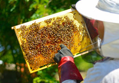 Beekeeper inspecting frame with honeycomb